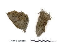 藏品(澤苔)的圖片